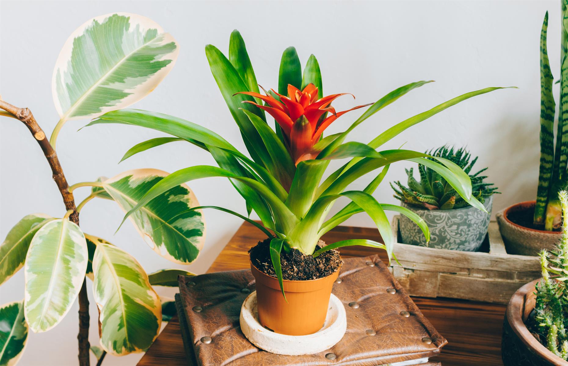 Safe swap: vase plant (Guzmania)